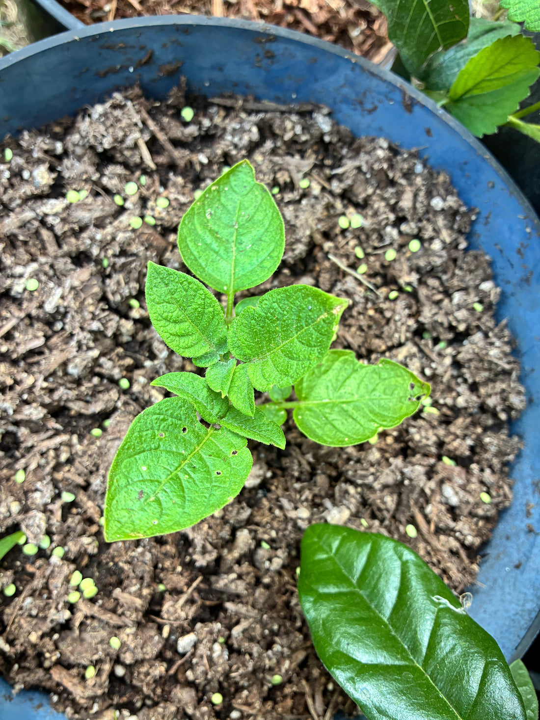 True Potato Seed (TPS)