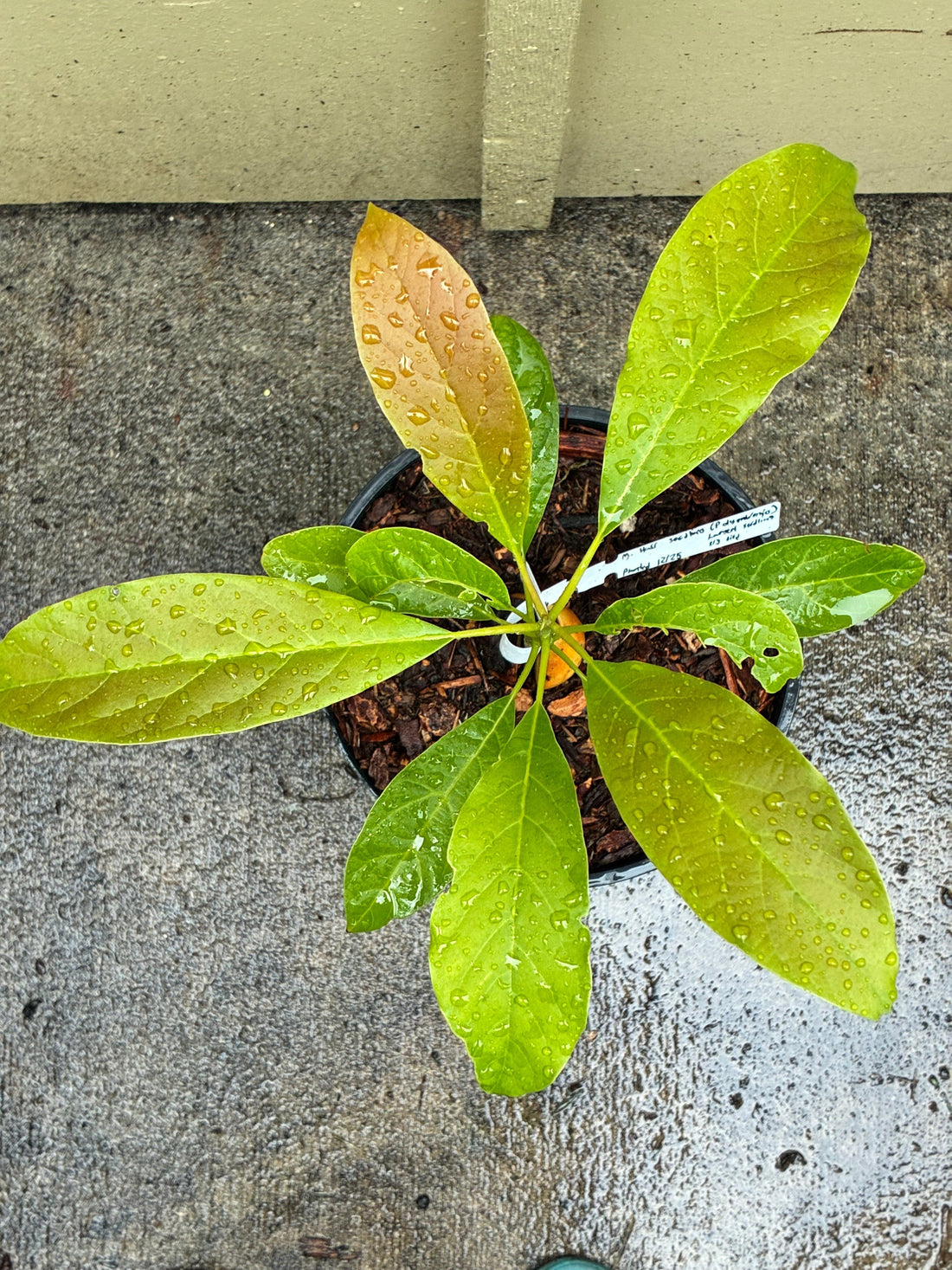 Cold Hardy Avocado
