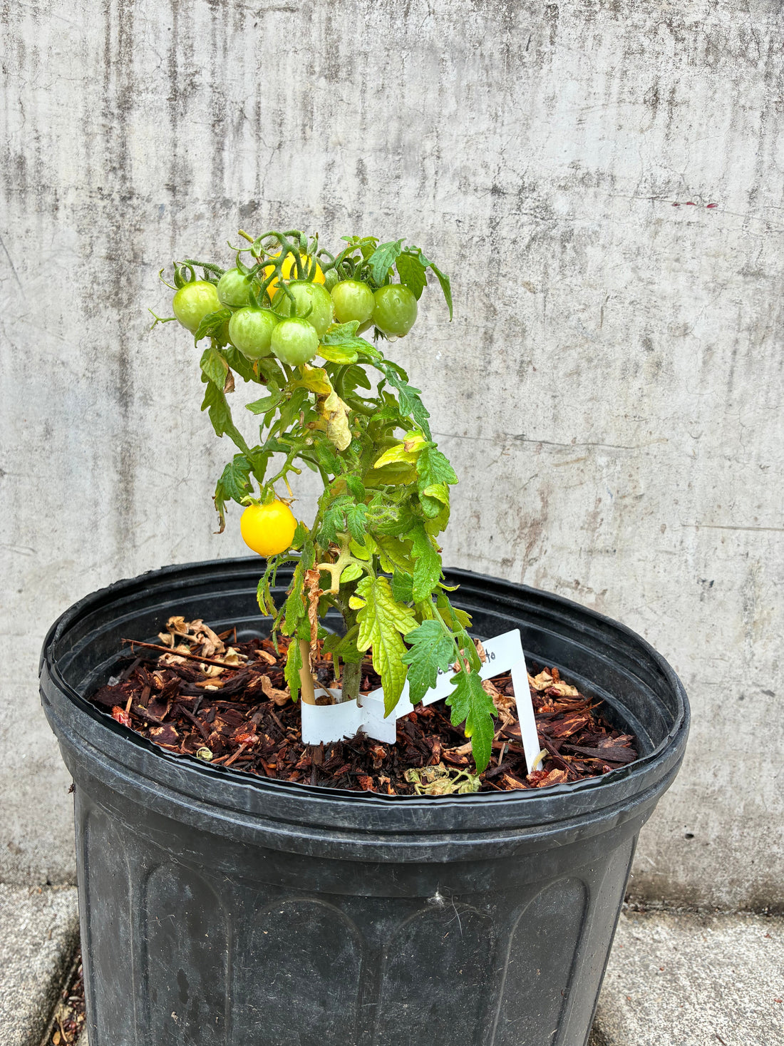 Tomato
