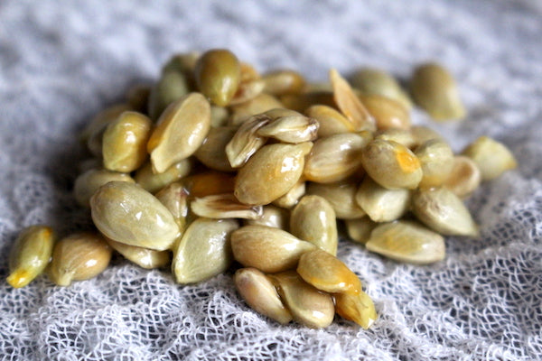 Seeds & Propagation
