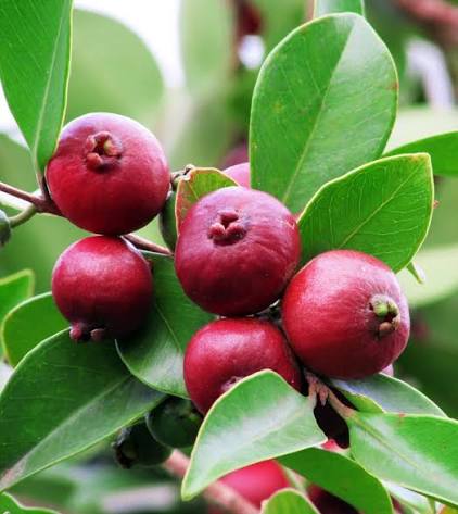 Guava