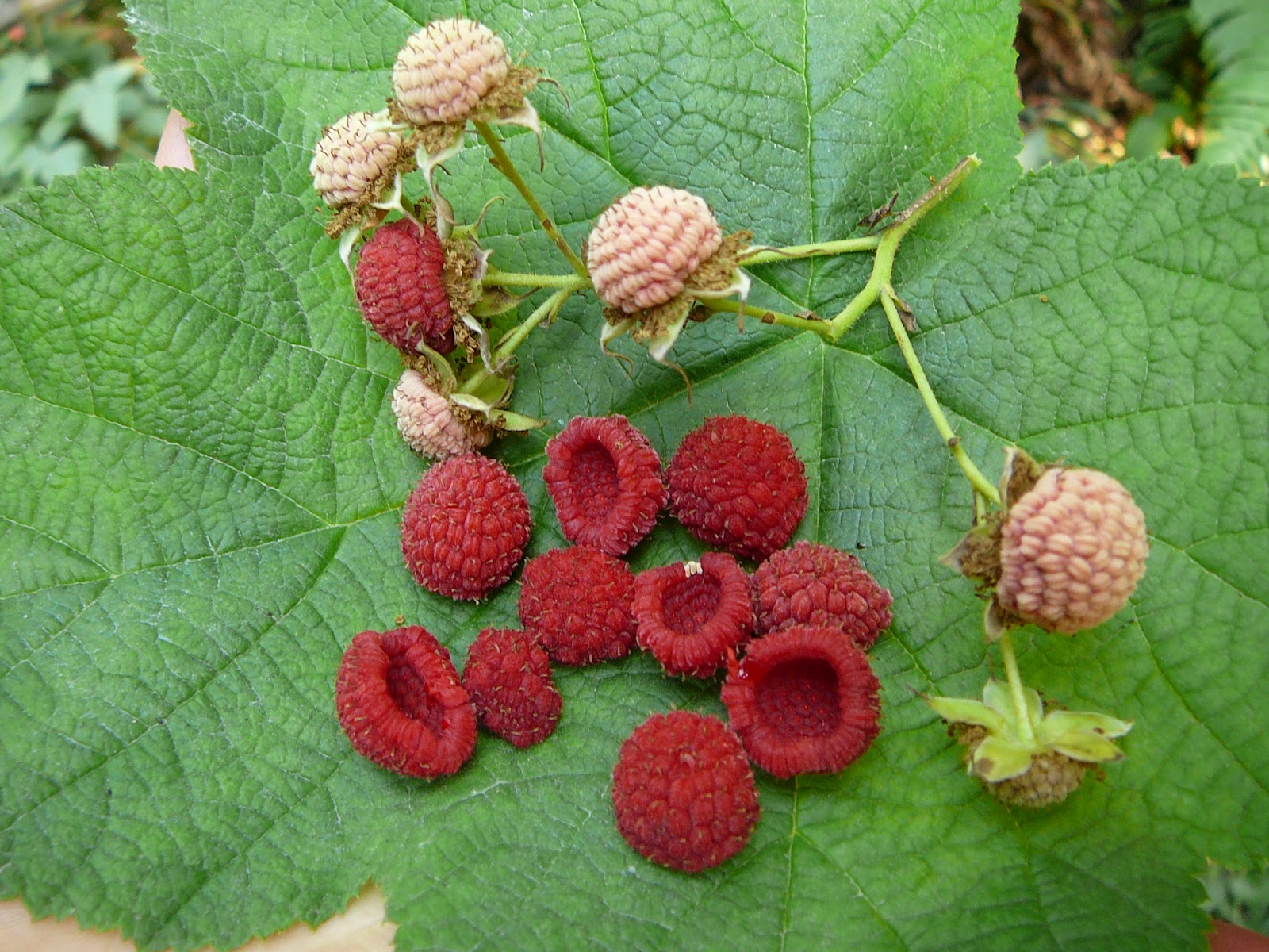Bramble