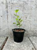 Honey C. Sapling