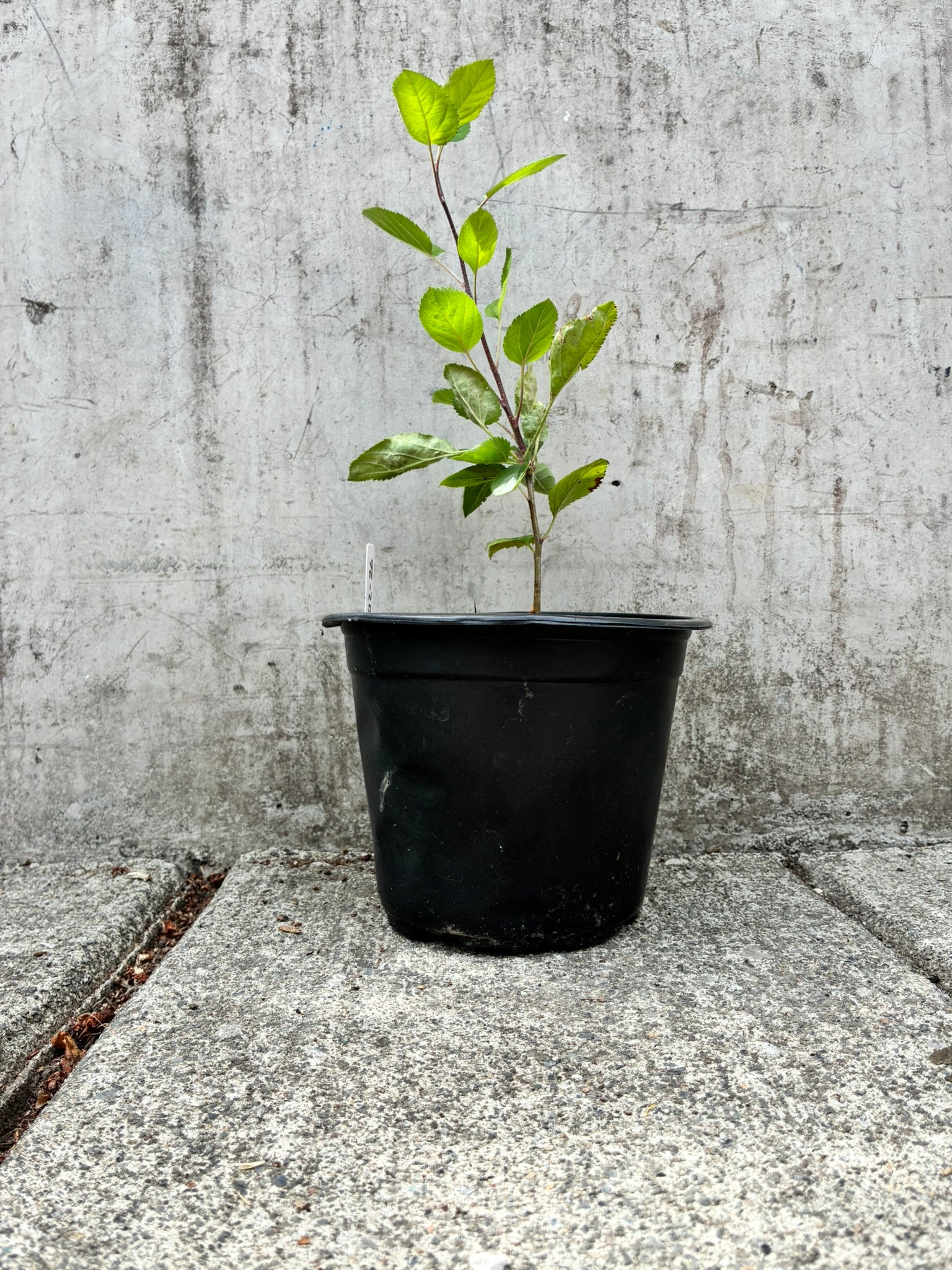 Cosmic C. Saplings