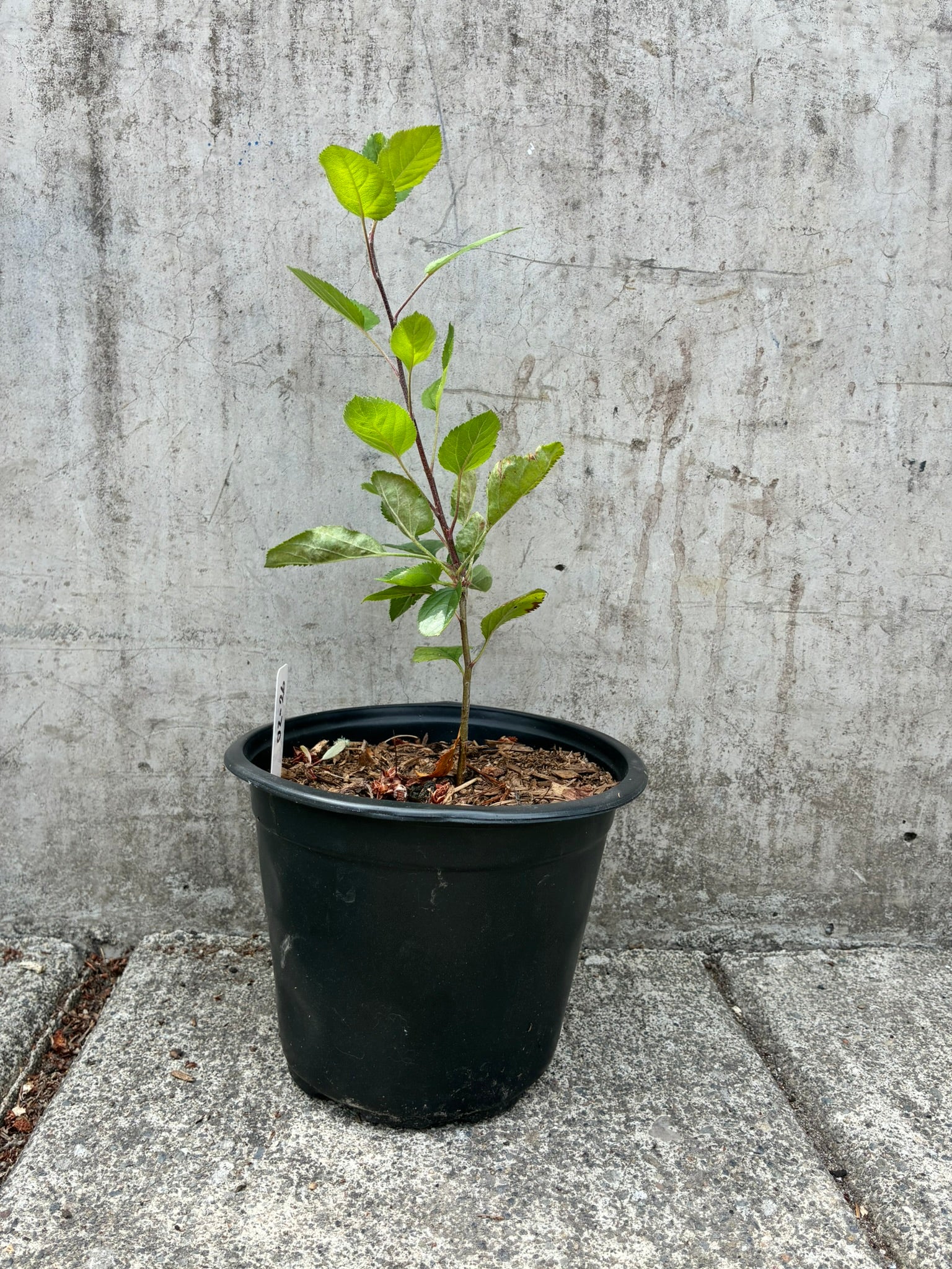 Honey C. Sapling