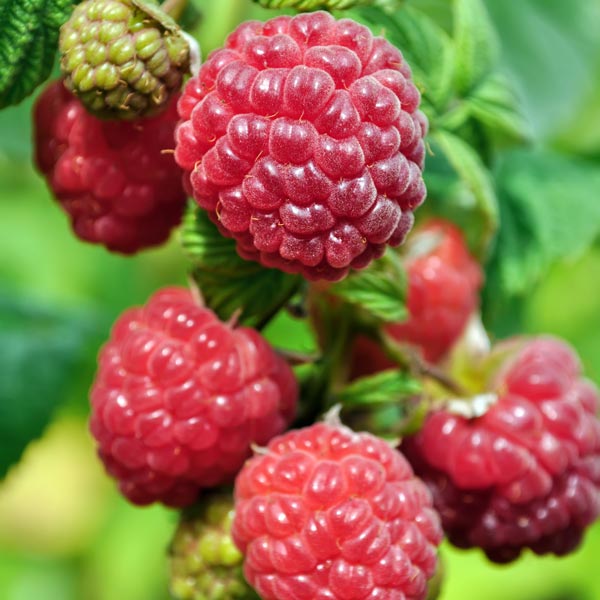 Red Raspberry (Coho)