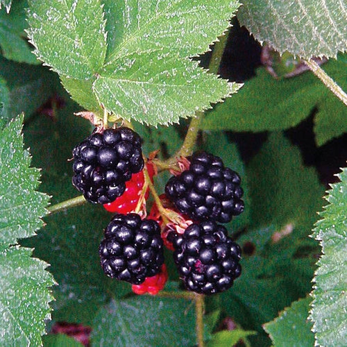 Black Satin Thornless Blackberry