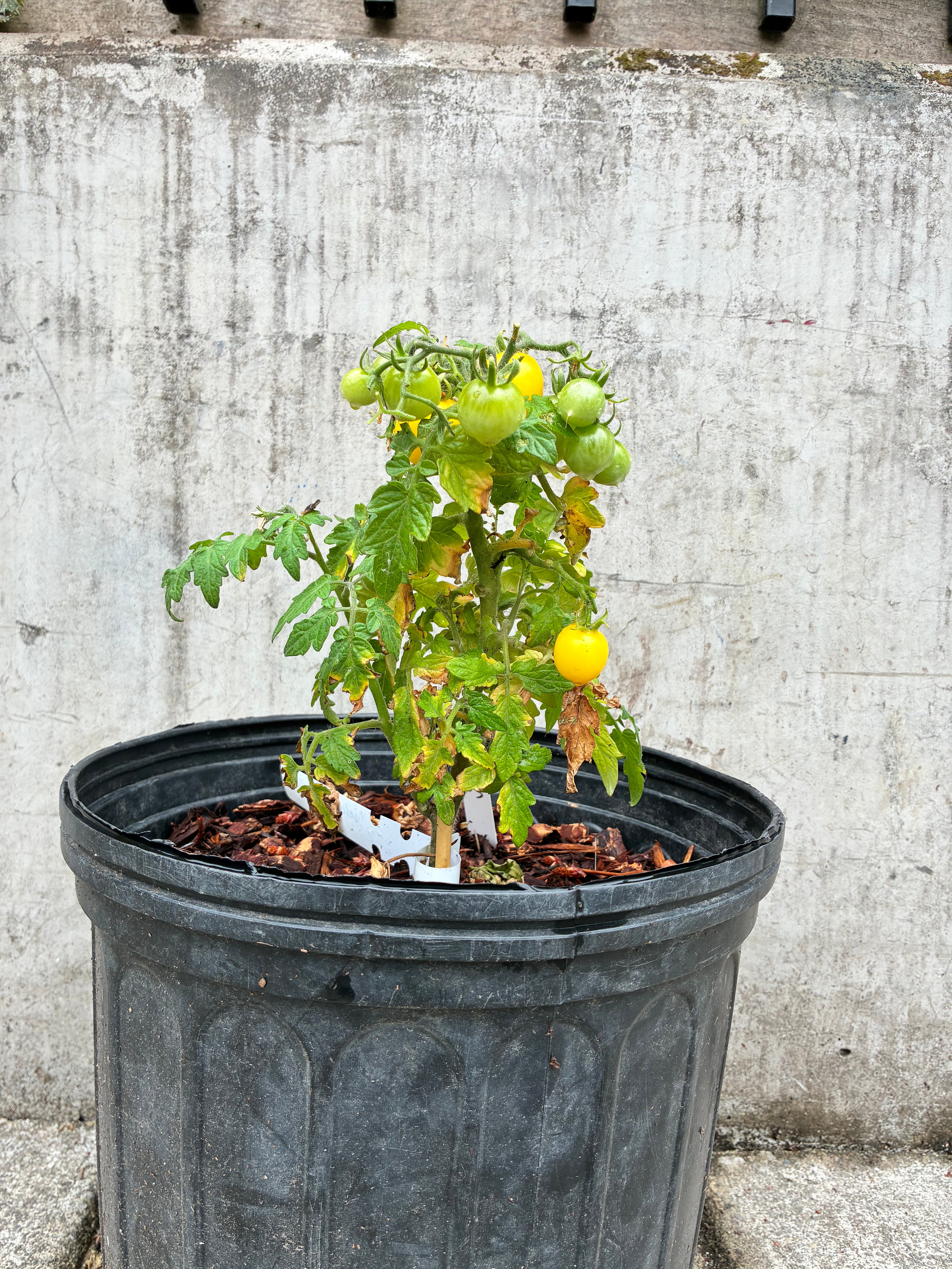 Flora Gold Basket Tomato Seeds