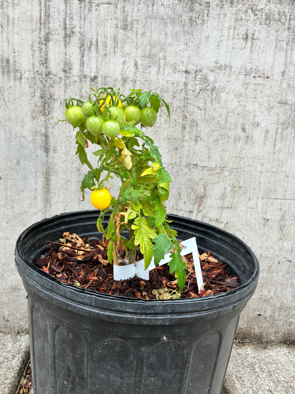 Flora Gold Basket Tomato Seeds