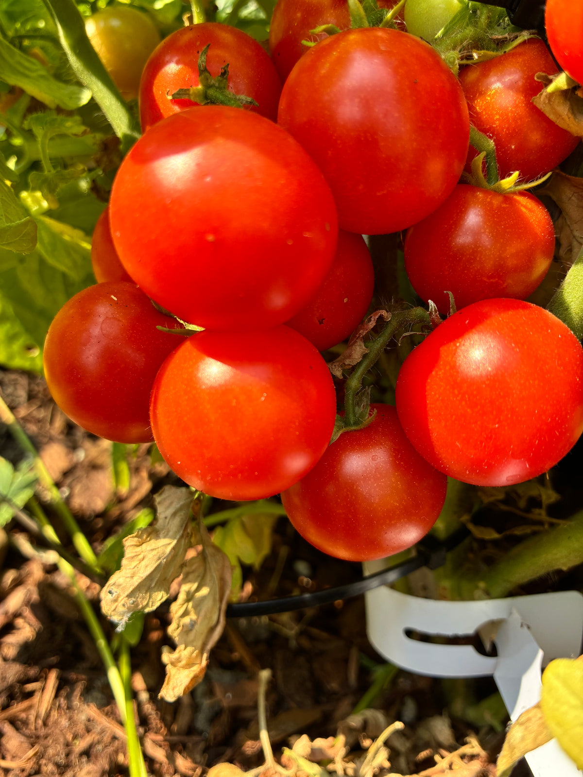 Graines de tomate Pinocchio orange