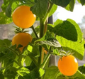 Pinocchio Orange Tomato Seeds