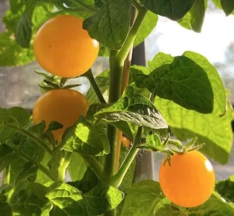 Pinocchio Orange Tomato Seeds
