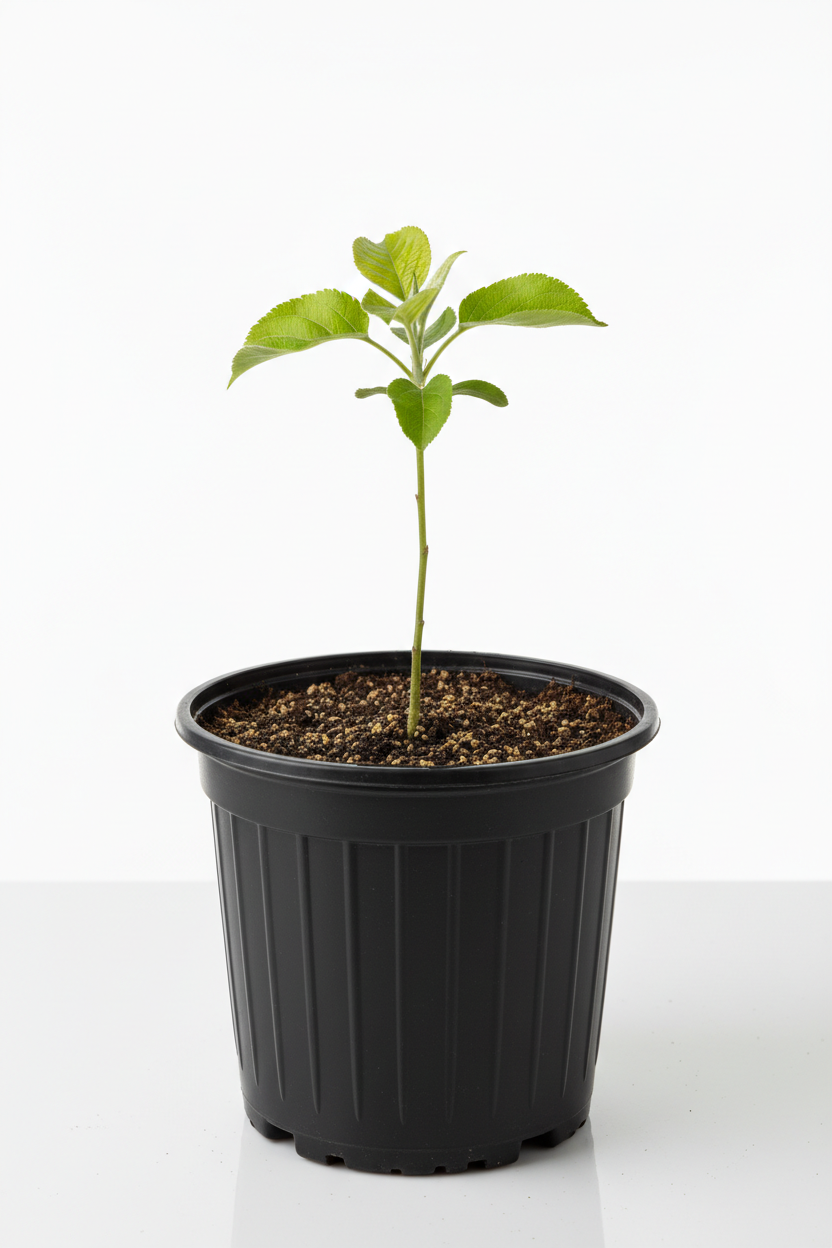 Cosmic C. Saplings