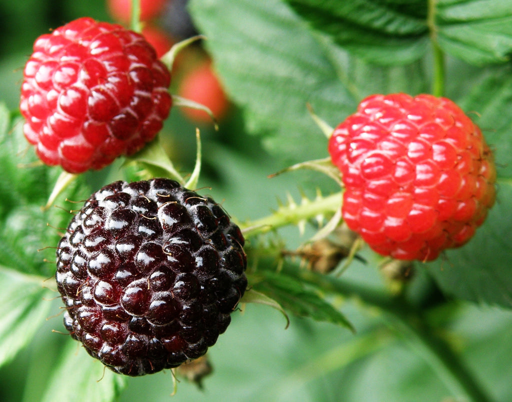 Blackcap Raspberry