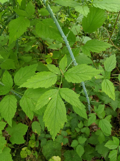 Blackcap Raspberry