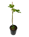 Olympian Fig