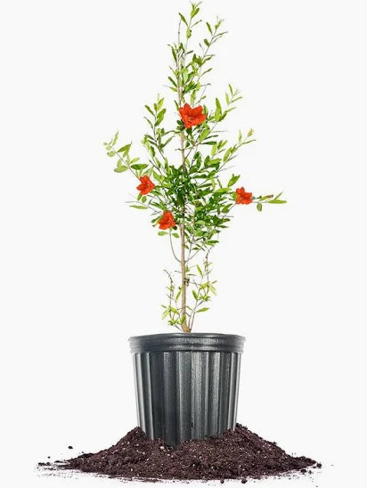 Parfianka Pomegranate