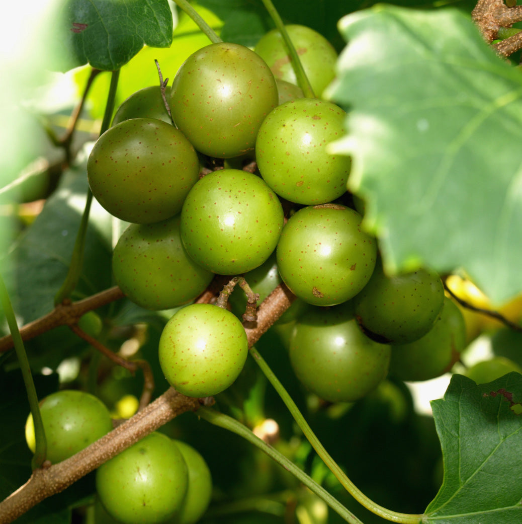Green Muscadine Grape