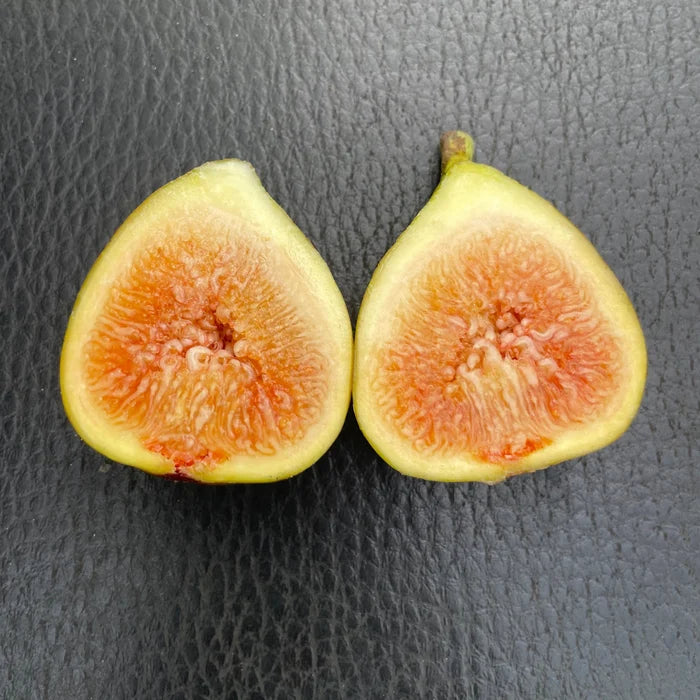 Olympian Fig