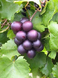 Purple Muscadine Grape