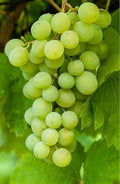 Thompson seedless Grape
