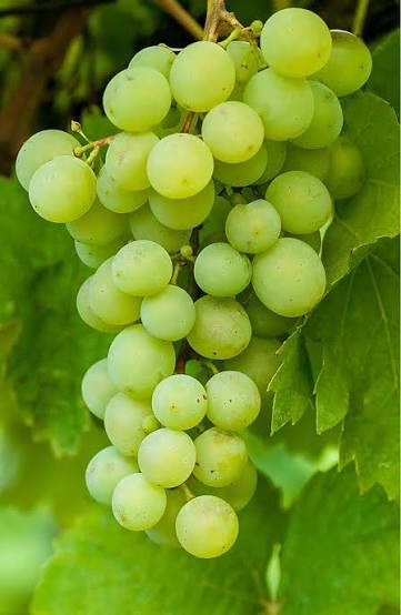 Thompson seedless Grape