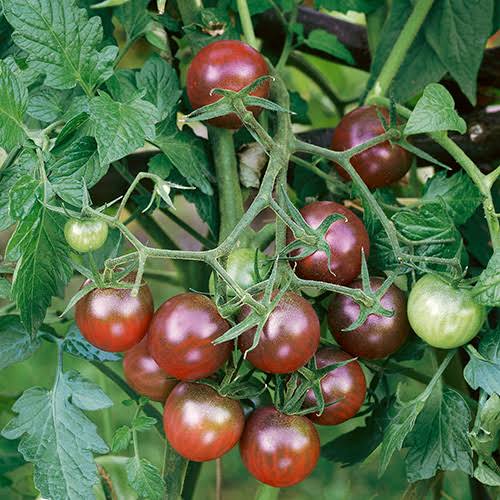 Chocolate Cherry Tomato Seeds